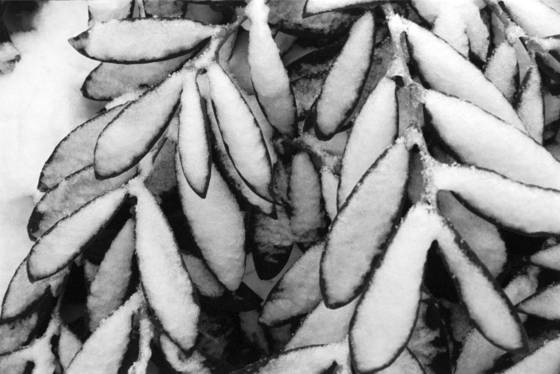 First_snow
