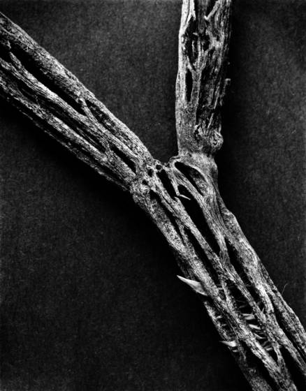 Cactus_skeleton