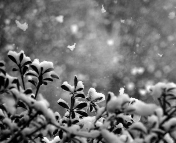 Snowfall