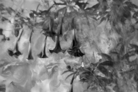 Garden_of_light_and_darkness