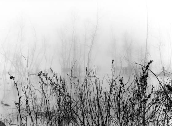 On_the_batture_weeds_with_trees