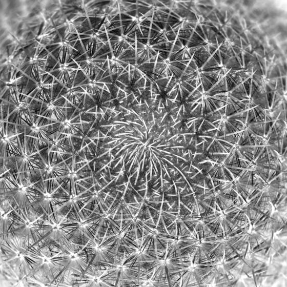 Cactus