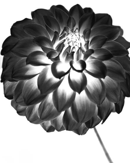 Dahlia
