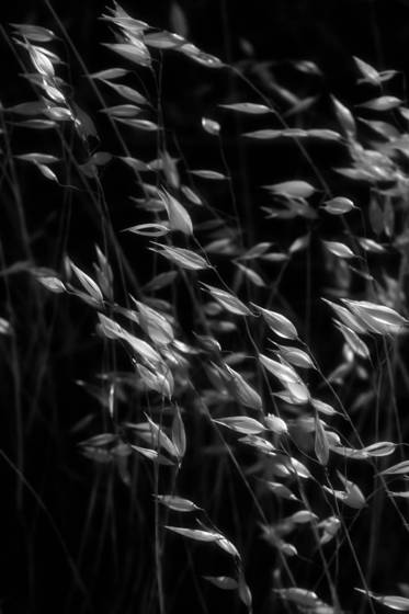 In_the_wind