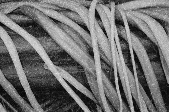 Kelp