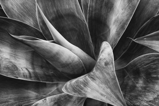 Silvery_leaves