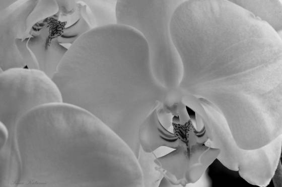 White_orchids