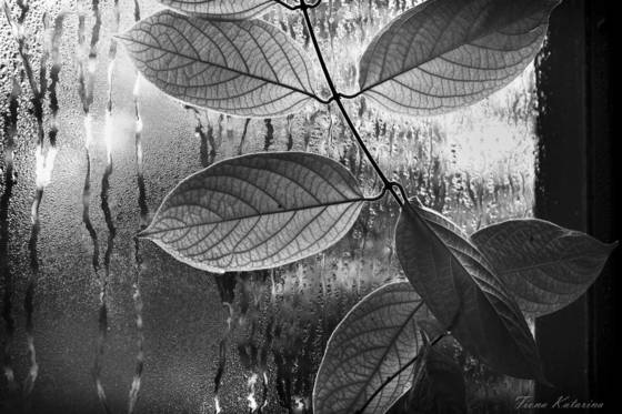 Window_leaves