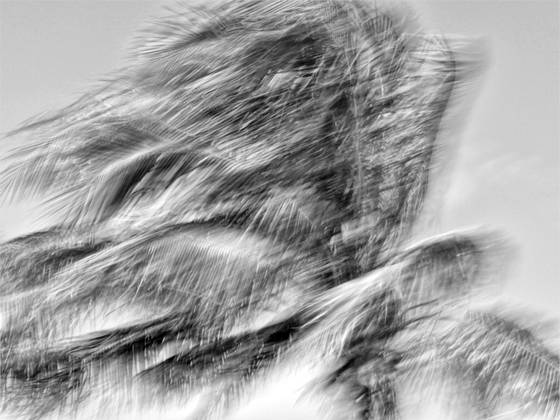 Wiindblown_palms__17