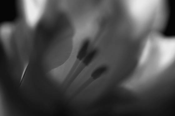Gladiolus