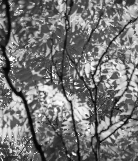Leaves_1