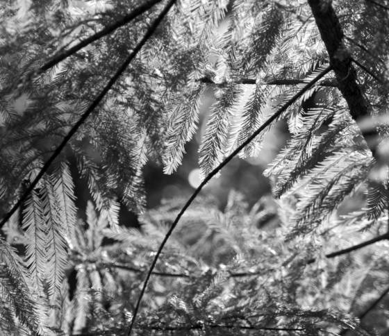 Leaves_2