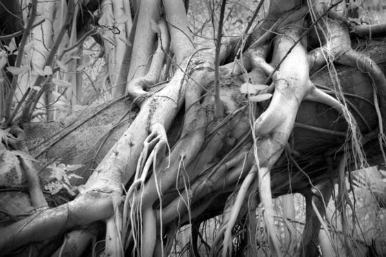 In_the_banyan_tree