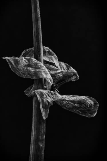 Lily