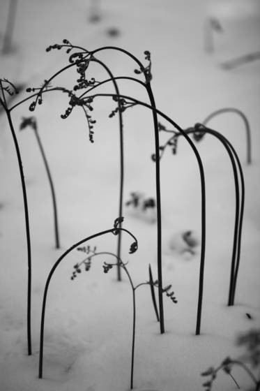 Ferns_in_snow