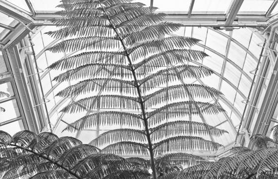 Ny_botanical_gardens