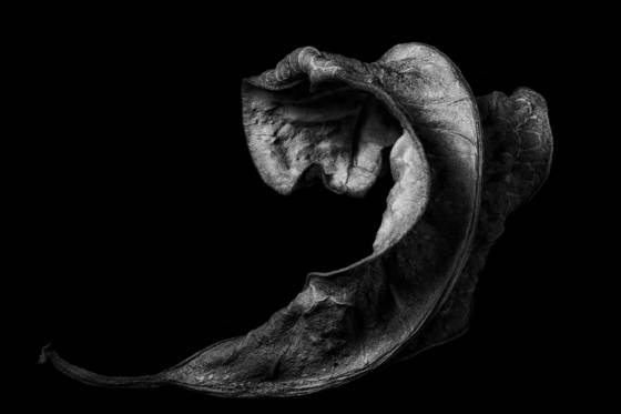 Graceful_curve