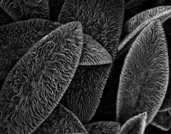 Lamb_s_ears