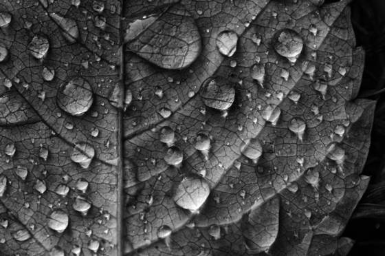 Leaf_drops