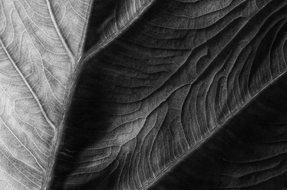 Leaf_lines