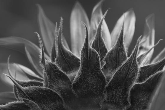 Prickly
