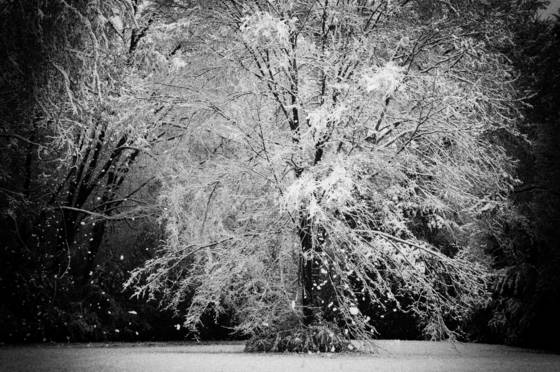 Snowy_tree