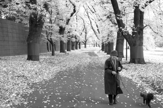 Dog_walker_and_avenue_of_trees