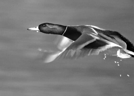 Male_mallard