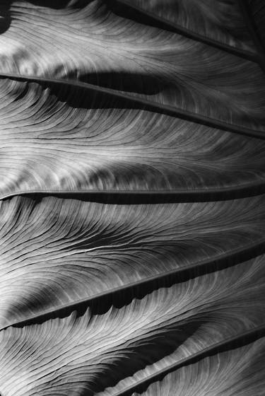 Banana_leaf