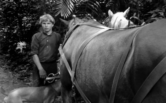 Horse_boy
