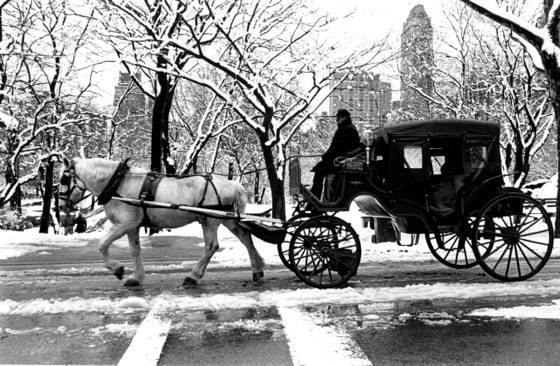 Central_park_carriage