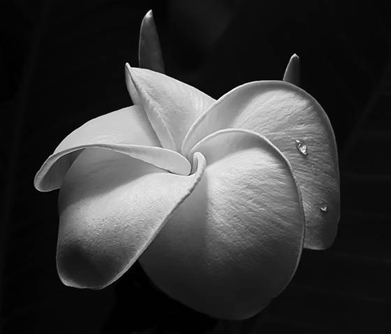 White_flower