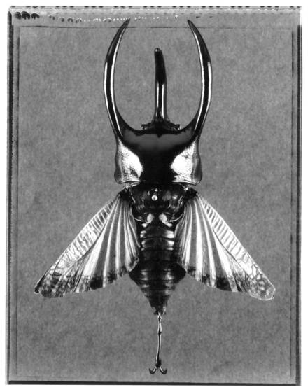 Chalcosoma_romolea