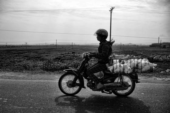Chickens_from_hanoi