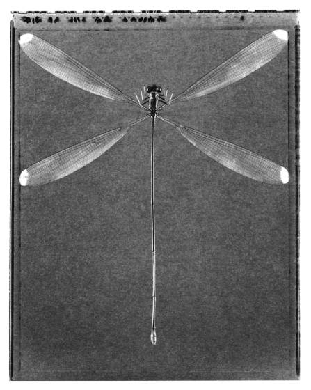 Giant_damselfly