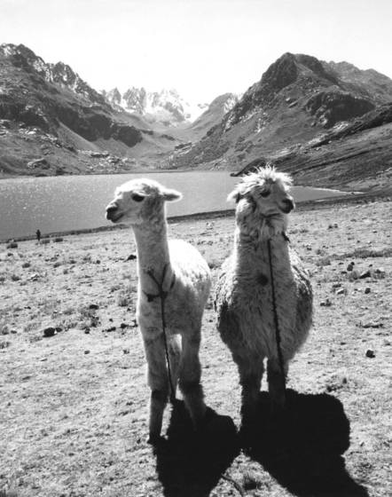 Two_llamas