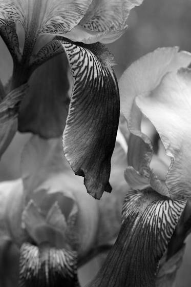 Irises