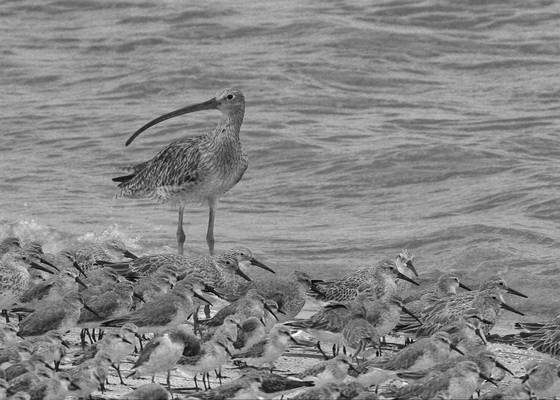 Shorebirds
