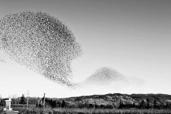 Starling_murmuration