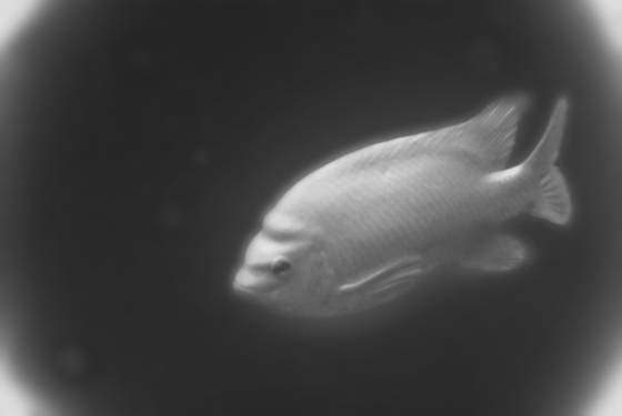 Garibaldi
