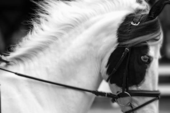 Mawari_horse