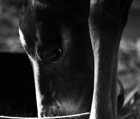 Feed_time