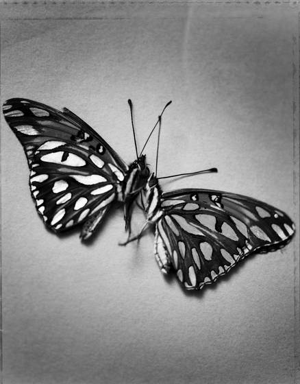 Butterfly_wings_2