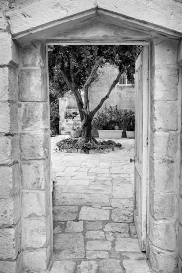 The_old_tree_in_the_courtyard
