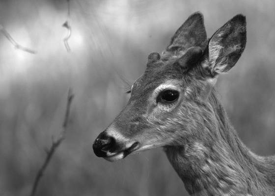 Curious_deer