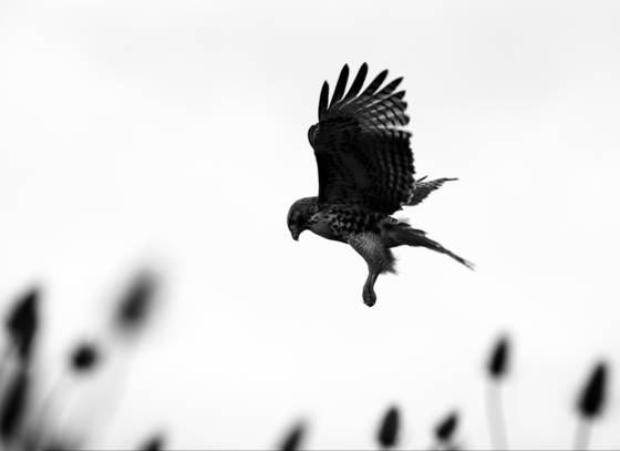 Hunting_red_tailed_hawk