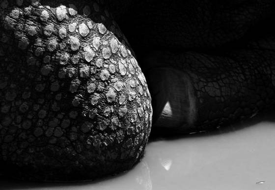 Resting_rhinoceros