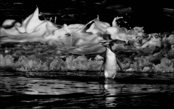 Coming_ashore