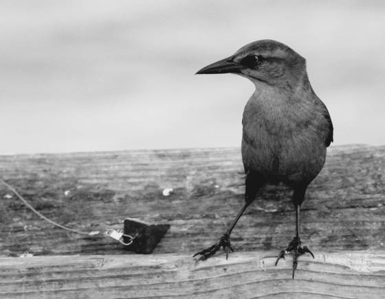 Grackle