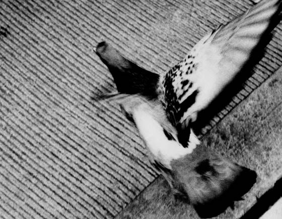 An_afternoon_bird_ii